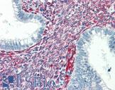 SERPINH1 / HSP47 Antibody - Anti-SERPINH1 / HSP47 antibody IHC of human uterus. Immunohistochemistry of formalin-fixed, paraffin-embedded tissue after heat-induced antigen retrieval. Antibody concentration 5 ug/ml.