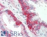 SGPP1 Antibody - Anti-SGPP1 antibody IHC staining of human prostate. Immunohistochemistry of formalin-fixed, paraffin-embedded tissue after heat-induced antigen retrieval.