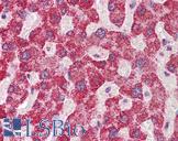 SH2B1 Antibody - Anti-SH2B1 antibody IHC of human liver. Immunohistochemistry of formalin-fixed, paraffin-embedded tissue after heat-induced antigen retrieval. Antibody concentration 5 ug/ml.  This image was taken for the unconjugated form of this product. Other forms have not been tested.