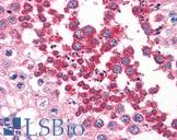 SH3GLB1 / Bif / Endophilin B1 Antibody - Anti-SH3GLB1 / Bif-1 antibody IHC of human testis. Immunohistochemistry of formalin-fixed, paraffin-embedded tissue after heat-induced antigen retrieval. Antibody concentration 2.5 ug/ml.