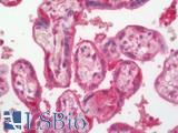 SHBG Antibody - Human Placenta: Formalin-Fixed, Paraffin-Embedded (FFPE)