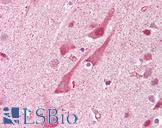 SHISA9 Antibody - Anti-SHISA9 antibody IHC of human brain, cortex. Immunohistochemistry of formalin-fixed, paraffin-embedded tissue after heat-induced antigen retrieval. Antibody concentration 5 ug/ml.