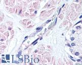 SIPR3 / EDG3 / S1P3 Antibody - Anti-EDG3 antibody IHC of human prostate, vessel. Immunohistochemistry of formalin-fixed, paraffin-embedded tissue after heat-induced antigen retrieval. Antibody concentration 10 ug/ml.