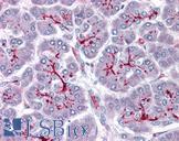 SLAIN1 Antibody - Anti-SLAIN1 antibody IHC of human pancreas. Immunohistochemistry of formalin-fixed, paraffin-embedded tissue after heat-induced antigen retrieval. Antibody concentration 5 ug/ml.
