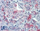 SLC11A2 / DMT1 Antibody - Anti-SLC11A2 antibody IHC of human, pancreas. Immunohistochemistry of formalin-fixed, paraffin-embedded tissue after heat-induced antigen retrieval.
