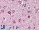SLC22A17 Antibody - Anti-SLC22A17 antibody IHC of human brain, cortex. Immunohistochemistry of formalin-fixed, paraffin-embedded tissue after heat-induced antigen retrieval. Antibody concentration 2 ug/ml.