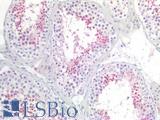 SLC26A8 / TAT1 Antibody - Human Testis: Formalin-Fixed, Paraffin-Embedded (FFPE)