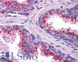 SLC37A2 Antibody - Anti-SLC37A2 antibody IHC of human prostate. Immunohistochemistry of formalin-fixed, paraffin-embedded tissue after heat-induced antigen retrieval. Antibody concentration 5 ug/ml.