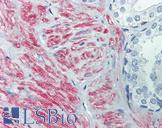 SLC39A10 / ZIP10 Antibody - Anti-SLC39A10 antibody IHC of human prostate. Immunohistochemistry of formalin-fixed, paraffin-embedded tissue after heat-induced antigen retrieval. Antibody concentration 5 ug/ml.