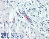 SLC5A1 / SGLT1 Antibody - Anti-SLC5A1 / SGLT1 antibody IHC of human liver. Immunohistochemistry of formalin-fixed, paraffin-embedded tissue after heat-induced antigen retrieval.
