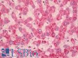 SMOC1 Antibody - Human Liver: Formalin-Fixed, Paraffin-Embedded (FFPE)
