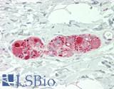 SNCG / Gamma-Synuclein Antibody - Human Small Intestine, Submucosal Plexus: Formalin-Fixed, Paraffin-Embedded (FFPE)