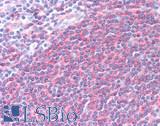SNX8 Antibody - Human Tonsil: Formalin-Fixed, Paraffin-Embedded (FFPE), at a concentration of 10 µg/ml.