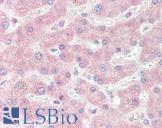 SOD1 / Cu-Zn SOD Antibody - Anti-SOD1 antibody IHC of human liver. Immunohistochemistry of formalin-fixed, paraffin-embedded tissue after heat-induced antigen retrieval. Antibody concentration 15 ug/ml.