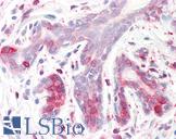 SPFH2 / ERLIN2 Antibody - Anti-SPFH2 / ERLIN2 antibody IHC staining of human breast. Immunohistochemistry of formalin-fixed, paraffin-embedded tissue after heat-induced antigen retrieval.