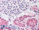 SREBF1 / SREBP-1 Antibody - Anti-SREBF1 / SREBP-1 antibody IHC of human kidney. Immunohistochemistry of formalin-fixed, paraffin-embedded tissue after heat-induced antigen retrieval. Antibody concentration 10 ug/ml.  This image was taken for the unconjugated form of this product. Other forms have not been tested.