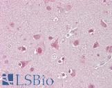 SREBF1 / SREBP-1 Antibody - Anti-SREBF1 / SREBP-1 antibody IHC of human brain, cortex. Immunohistochemistry of formalin-fixed, paraffin-embedded tissue after heat-induced antigen retrieval. Antibody concentration 5 ug/ml.  This image was taken for the unconjugated form of this product. Other forms have not been tested.