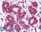 STAT5B Antibody - Anti-STAT5B antibody IHC of human breast. Immunohistochemistry of formalin-fixed, paraffin-embedded tissue after heat-induced antigen retrieval. Antibody dilution 1:50.