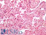 STMN1 / Stathmin / LAG Antibody - Human Placenta: Formalin-Fixed, Paraffin-Embedded (FFPE)
