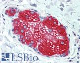 SUSD2 Antibody - Anti-SUSD2 antibody IHC of human skin, sebaceous gland. Immunohistochemistry of formalin-fixed, paraffin-embedded tissue after heat-induced antigen retrieval.