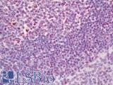 TGN46 / TGN38 Antibody - Rat Spleen: Formalin-Fixed, Paraffin-Embedded (FFPE)
