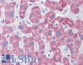 TLR9 Antibody - Anti-TLR9 antibody IHC of human liver. Immunohistochemistry of formalin-fixed, paraffin-embedded tissue after heat-induced antigen retrieval. Antibody concentration 5 ug/ml.
