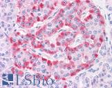 TM9SF4 Antibody - Anti-TM9SF4 antibody IHC of human pancreas islet of Langerhans. Immunohistochemistry of formalin-fixed, paraffin-embedded tissue after heat-induced antigen retrieval.