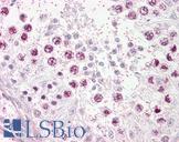 TOP2A / Topoisomerase II Alpha Antibody - Anti-TOP2A antibody IHC of human testis. Immunohistochemistry of formalin-fixed, paraffin-embedded tissue after heat-induced antigen retrieval. Antibody dilution 1:100.