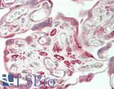 TUBGCP6 / GCP6 Antibody - Human Placenta: Formalin-Fixed, Paraffin-Embedded (FFPE)