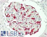UEV1 / UEV1A Antibody - Human Kidney: Formalin-Fixed, Paraffin-Embedded (FFPE)