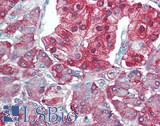 VEGFB Antibody - Human Pancreas: Formalin-Fixed, Paraffin-Embedded (FFPE), at a concentration of 5 ug/ml. 
