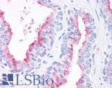 WNT5B Antibody - Anti-WNT5B antibody IHC of human prostate. Immunohistochemistry of formalin-fixed, paraffin-embedded tissue after heat-induced antigen retrieval.
