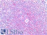 XCR1 Antibody - Human Spleen: Formalin-Fixed, Paraffin-Embedded (FFPE)