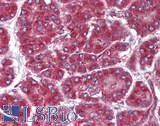 ZDHHC2 Antibody - Human Pancreas: Formalin-Fixed, Paraffin-Embedded (FFPE)