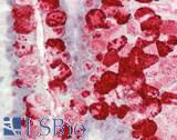 ZG16 Antibody - Human Small Intestine: Formalin-Fixed, Paraffin-Embedded (FFPE)