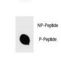 IKBKB / IKK2 / IKK Beta Antibody - Dot blot of Phospho-IKKB-S670 Antibody Phospho-specific antibody on nitrocellulose membrane. 50ng of Phospho-peptide or Non Phospho-peptide per dot were adsorbed. Antibody working concentrations are 0.6ug per ml.