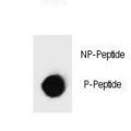 IKBKB / IKK2 / IKK Beta Antibody - Dot blot of Phospho-IKKB-S697 Antibody Phospho-specific antibody on nitrocellulose membrane. 50ng of Phospho-peptide or Non Phospho-peptide per dot were adsorbed. Antibody working concentrations are 0.6ug per ml.