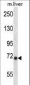 IKBKE / IKKI / IKKE Antibody - Mouse Ikbke Antibody western blot of mouse liver tissue lysates (35 ug/lane). The Ikbke antibody detected the Ikbke protein (arrow).