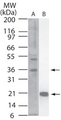 IL-33 Antibody - Western blot of IL-33 using IL-33 monoclonal antibody in A) HUVEC cell lysate at 10 ug/ml and B) partial recombinant IL-33 (amino acids 112-270) at 1 ug/ml. Goat anti-mouse Ig HRP secondary antibody, and PicoTect ECL substrate solution, were used for this test.