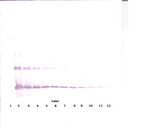 IL-33 Antibody - Western Blot (reducing) of IL-33 antibody. This image was taken for the unconjugated form of this product. Other forms have not been tested.