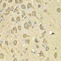 IL10RA Antibody - Immunohistochemistry of paraffin-embedded rat brain tissue.