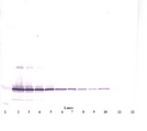 IL11 Antibody - Anti-Human IL-11 Western Blot Unreduced