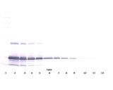 IL11 Antibody - Western Blot (non-reducing) of IL-11 antibody