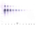 IL12 Antibody - Western Blot (non-reducing) of IL12 antibody This image was taken for the unconjugated form of this product. Other forms have not been tested.