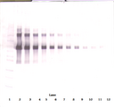 IL12 Antibody - Anti-Murine IL-12 Western Blot Unreduced