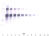 IL12 Antibody - Anti-Human IL-12 Western Blot Unreduced