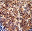 IL12B / IL12 p40 Antibody - IL12B antibody immunohistochemistry of formalin-fixed and paraffin-embedded human tonsil tissue followed by peroxidase-conjugated secondary antibody and DAB staining.