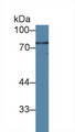 IL12RB1 / CD212 Antibody