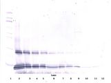 IL15 Antibody - Western Blot (reducing) of IL-15 antibody. This image was taken for the unconjugated form of this product. Other forms have not been tested.