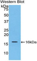 IL16 Antibody - Western blot of recombinant IL16.  This image was taken for the unconjugated form of this product. Other forms have not been tested.